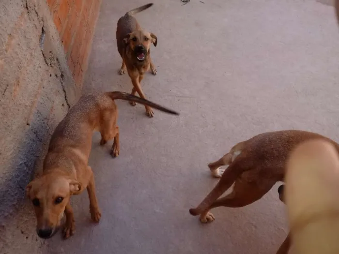 Cachorro ra a Vira-lata idade 2 a 6 meses nome Nao tem nome 