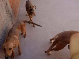 Cachorro raça Vira-lata idade 2 a 6 meses nome Nao tem nome 