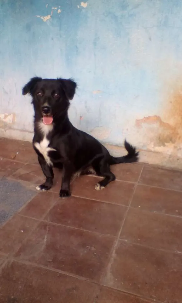 Cachorro ra a  idade 2 anos nome Spike