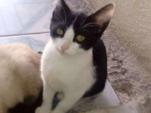 Gato raça  idade 2 a 6 meses nome Sem nome