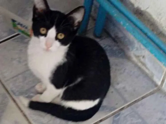 Gato ra a  idade 2 a 6 meses nome Sem nome