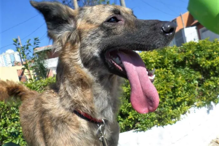Cachorro ra a SRD idade 2 anos nome Nala
