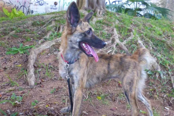 Cachorro ra a SRD idade 2 anos nome Nala