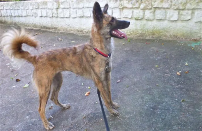 Cachorro ra a SRD idade 2 anos nome Nala