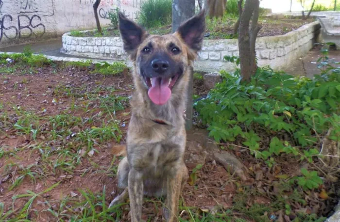 Cachorro ra a SRD idade 2 anos nome Nala