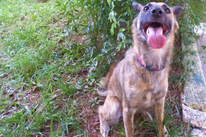 Cachorro ra a SRD idade 2 anos nome Nala