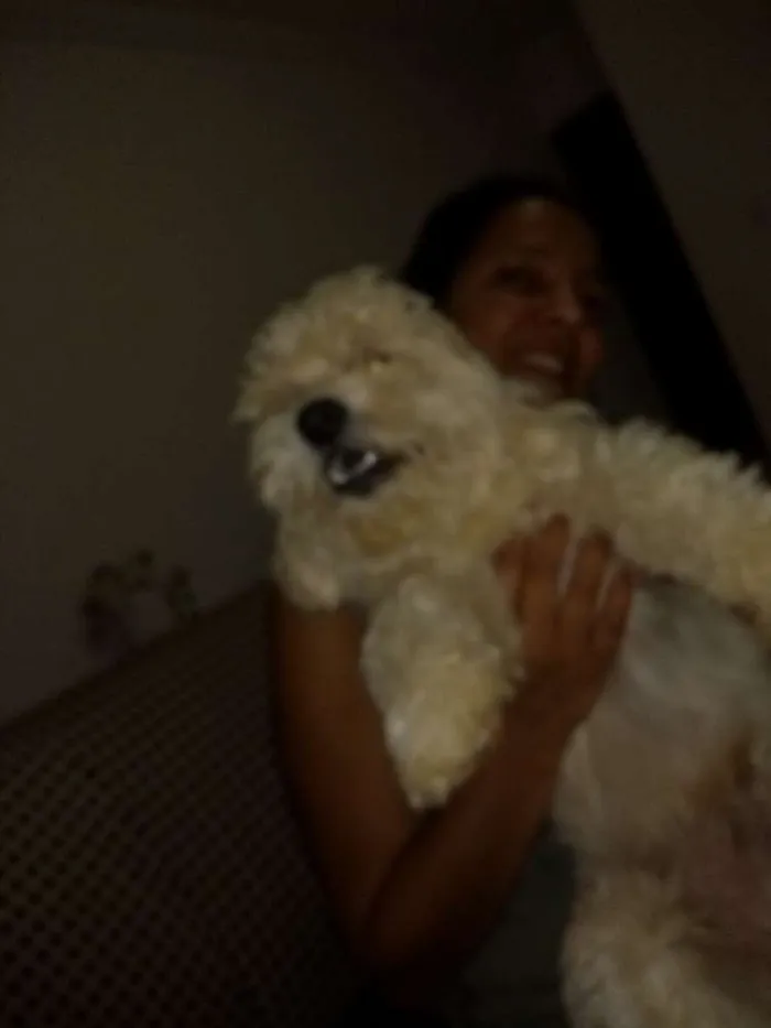 Cachorro ra a Lhasa apso idade 2 anos nome Théo