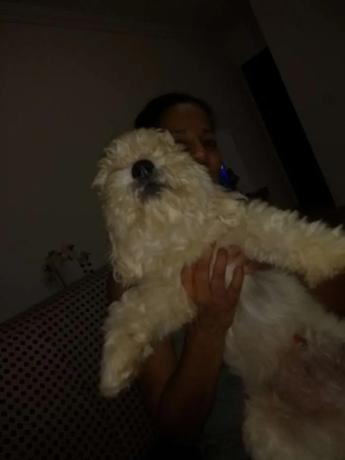 Cachorro ra a Lhasa apso idade 2 anos nome Théo