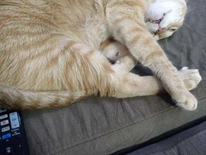 Gato ra a Vira lata idade 5 anos nome Théo
