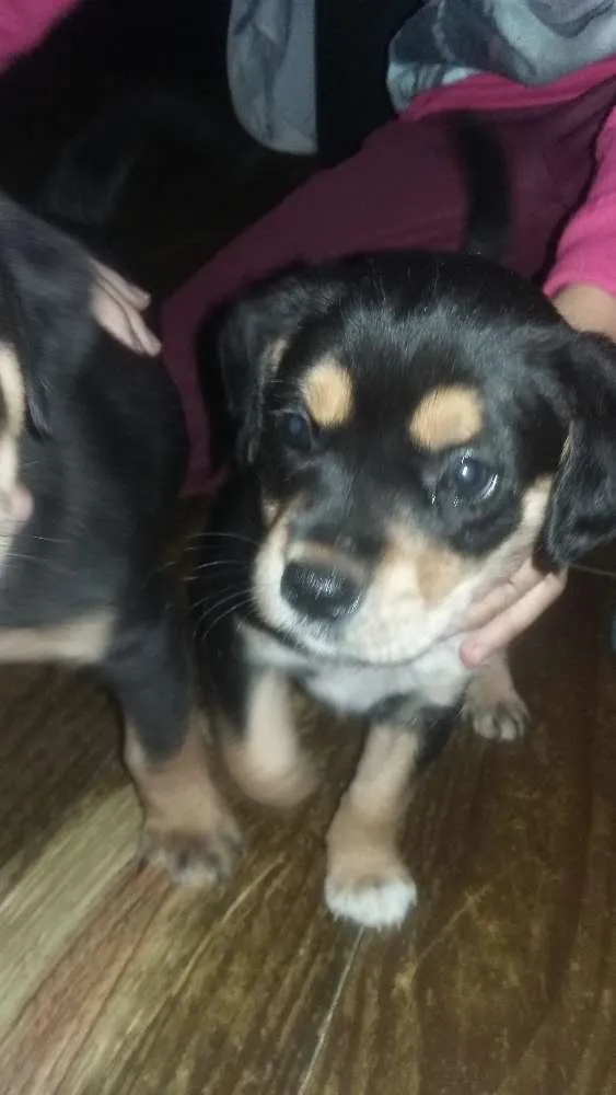 Cachorro raça vira lata idade Abaixo de 2 meses nome sem nome