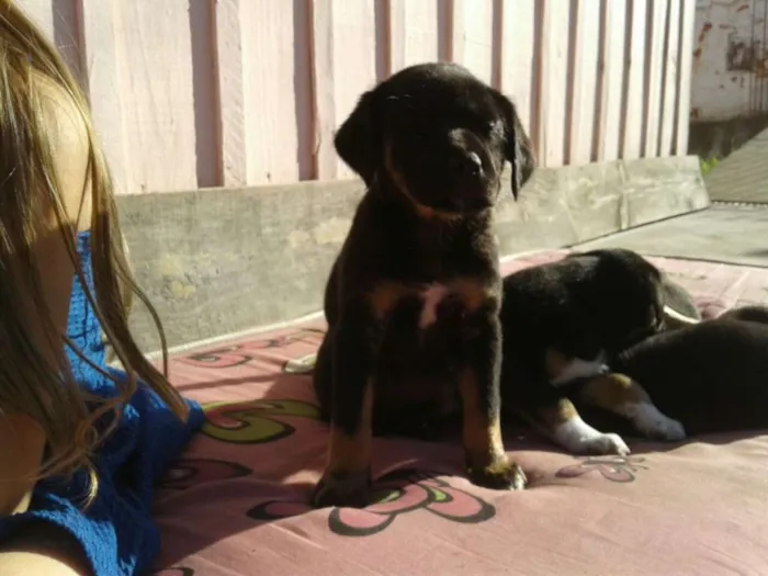Cachorro raça vira lata idade Abaixo de 2 meses nome sem nome