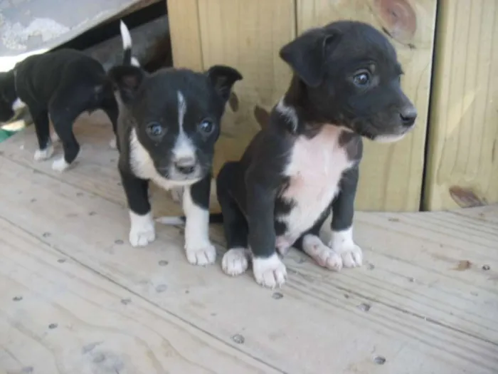Cachorro ra a srd idade Abaixo de 2 meses nome Filhotinhos