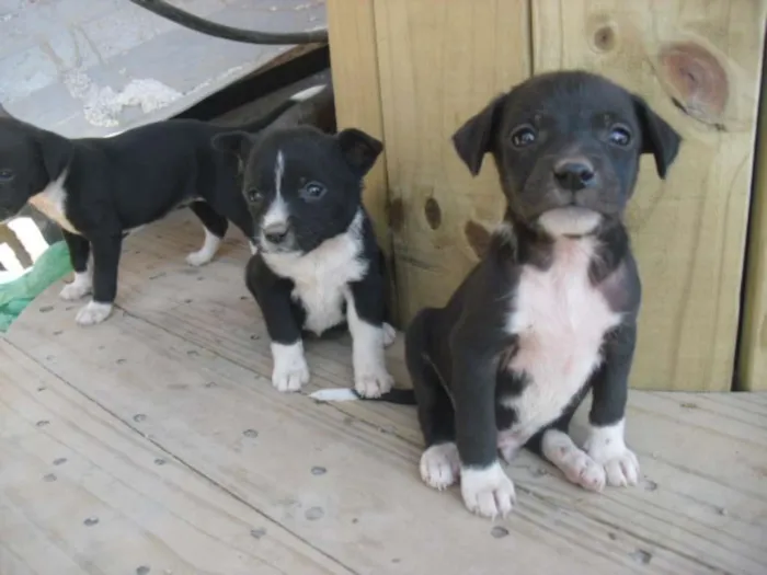 Cachorro ra a srd idade Abaixo de 2 meses nome Filhotinhos