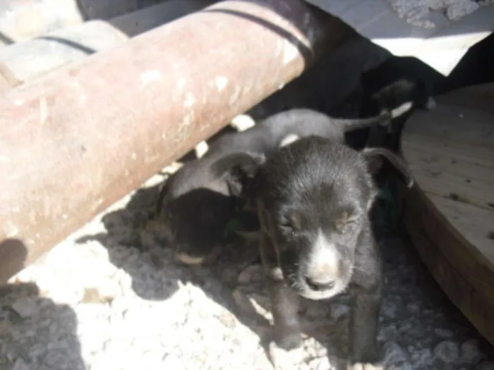 Cachorro ra a srd idade Abaixo de 2 meses nome Filhotinhos