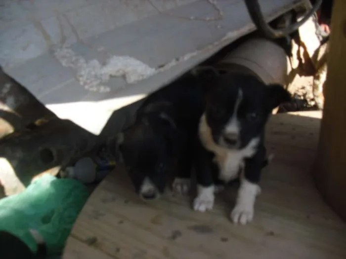 Cachorro ra a srd idade Abaixo de 2 meses nome Filhotinhos