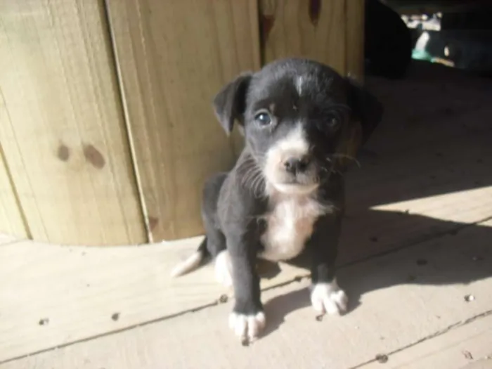 Cachorro ra a srd idade Abaixo de 2 meses nome Filhotinhos