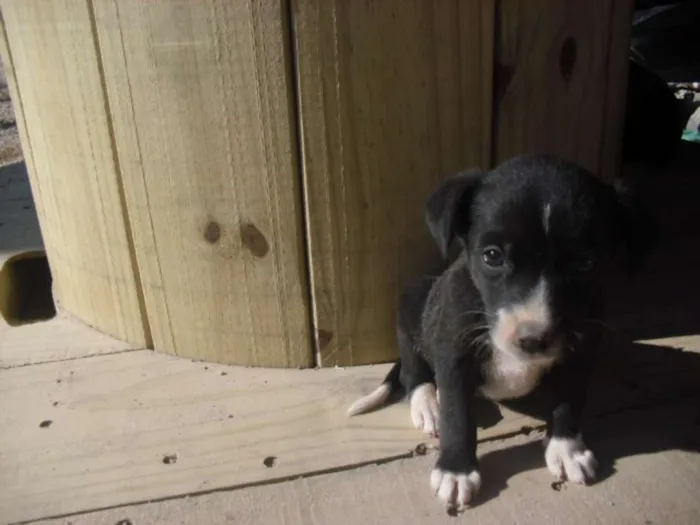 Cachorro ra a srd idade Abaixo de 2 meses nome Filhotinhos