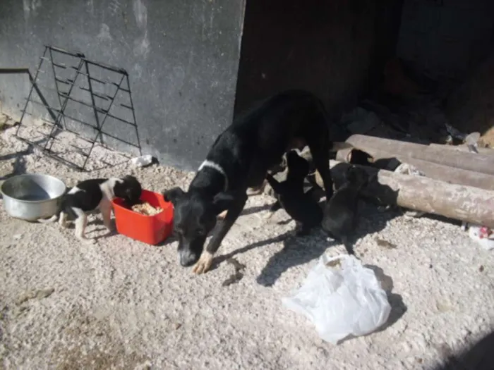 Cachorro ra a srd idade Abaixo de 2 meses nome Filhotinhos