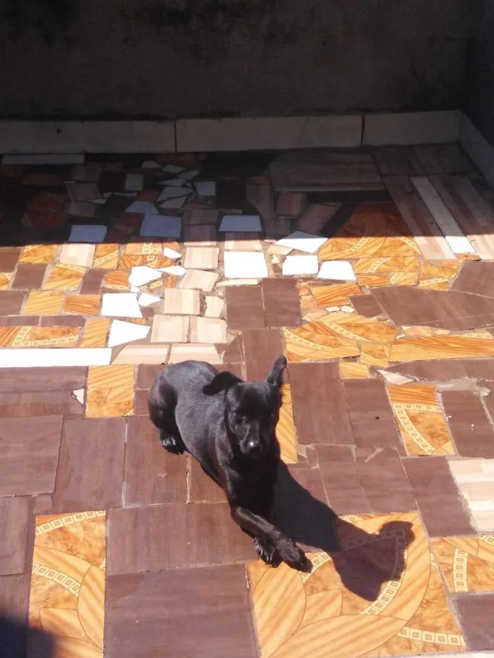 Cachorro ra a Não definida  idade 7 a 11 meses nome Molly