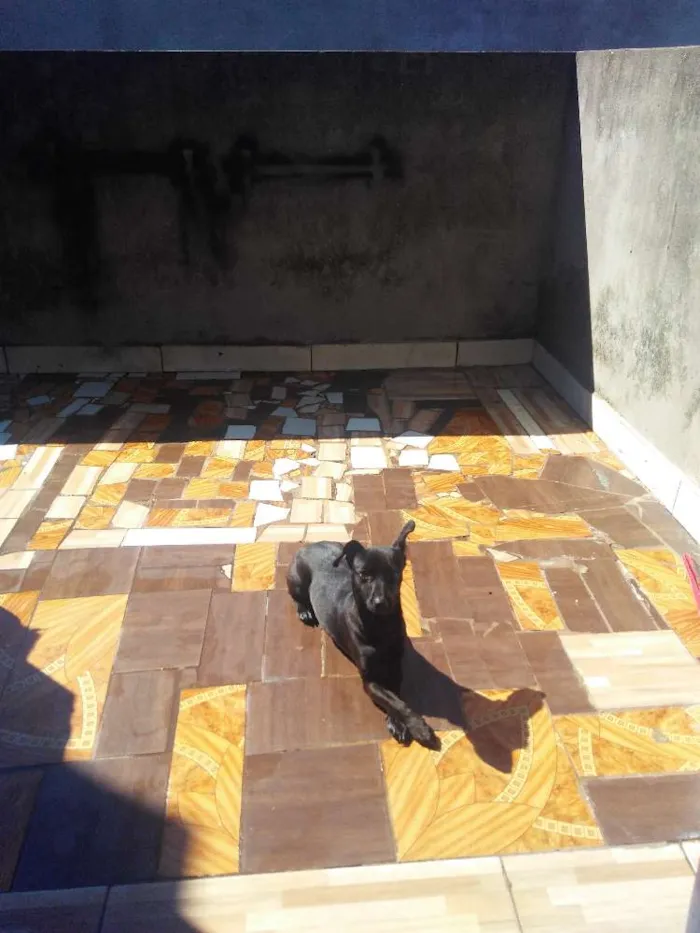 Cachorro ra a Não definida  idade 7 a 11 meses nome Molly