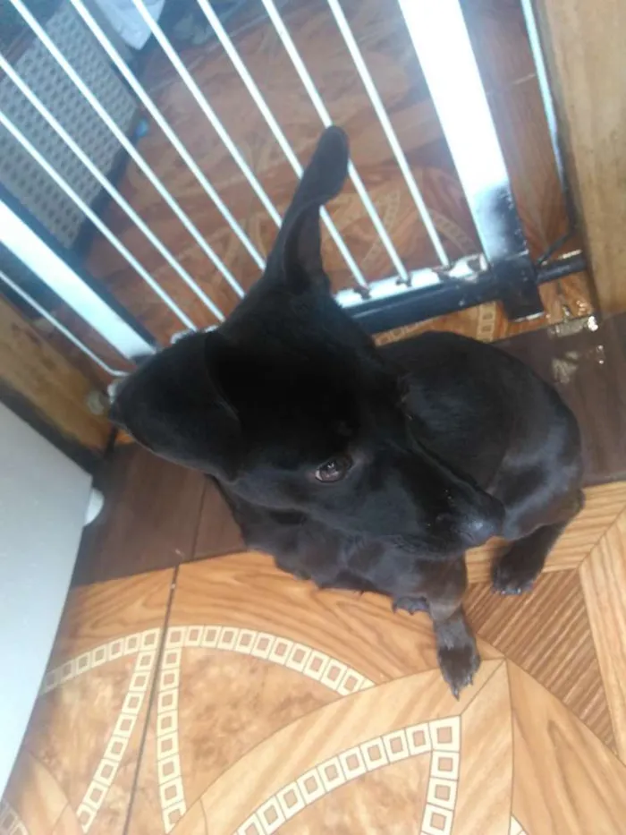 Cachorro ra a Não definida  idade 7 a 11 meses nome Molly