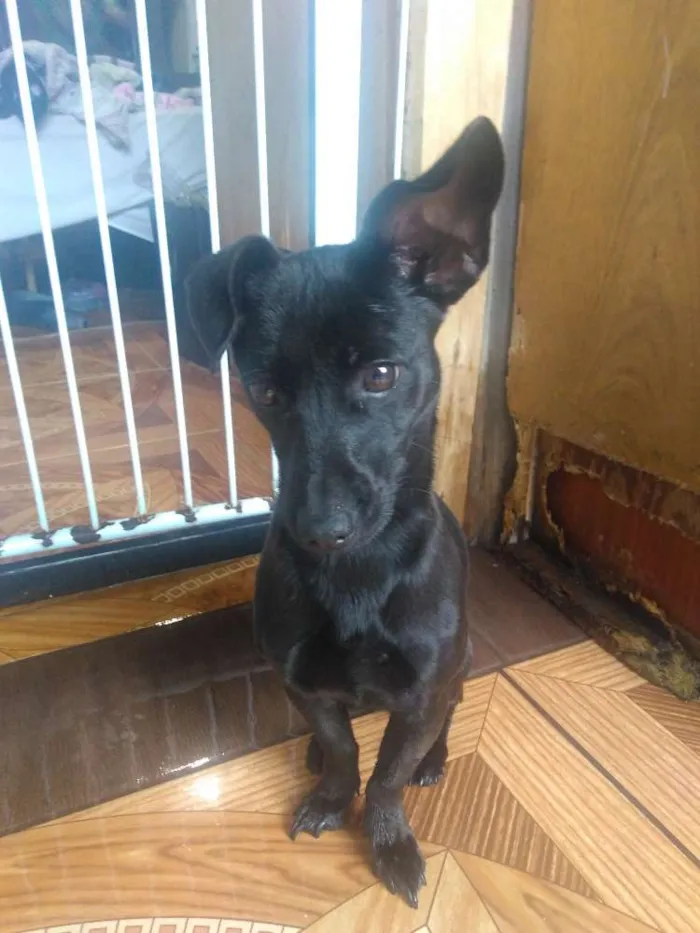 Cachorro ra a Não definida  idade 7 a 11 meses nome Molly