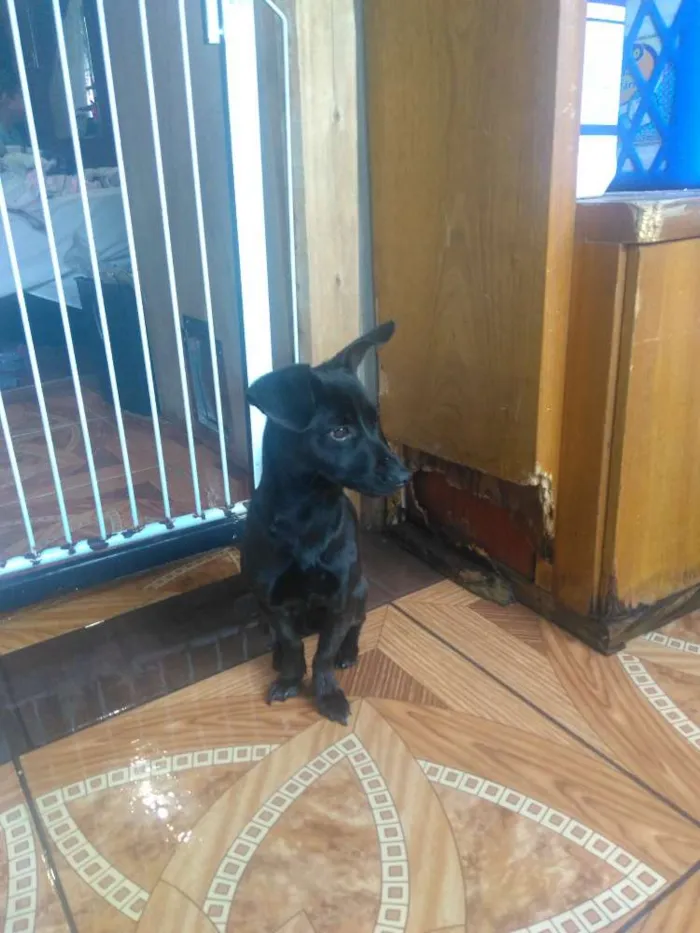 Cachorro ra a Não definida  idade 7 a 11 meses nome Molly