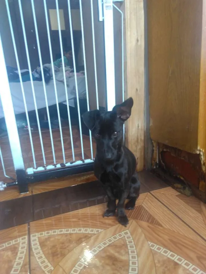 Cachorro ra a Não definida  idade 7 a 11 meses nome Molly