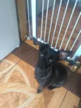 Molly