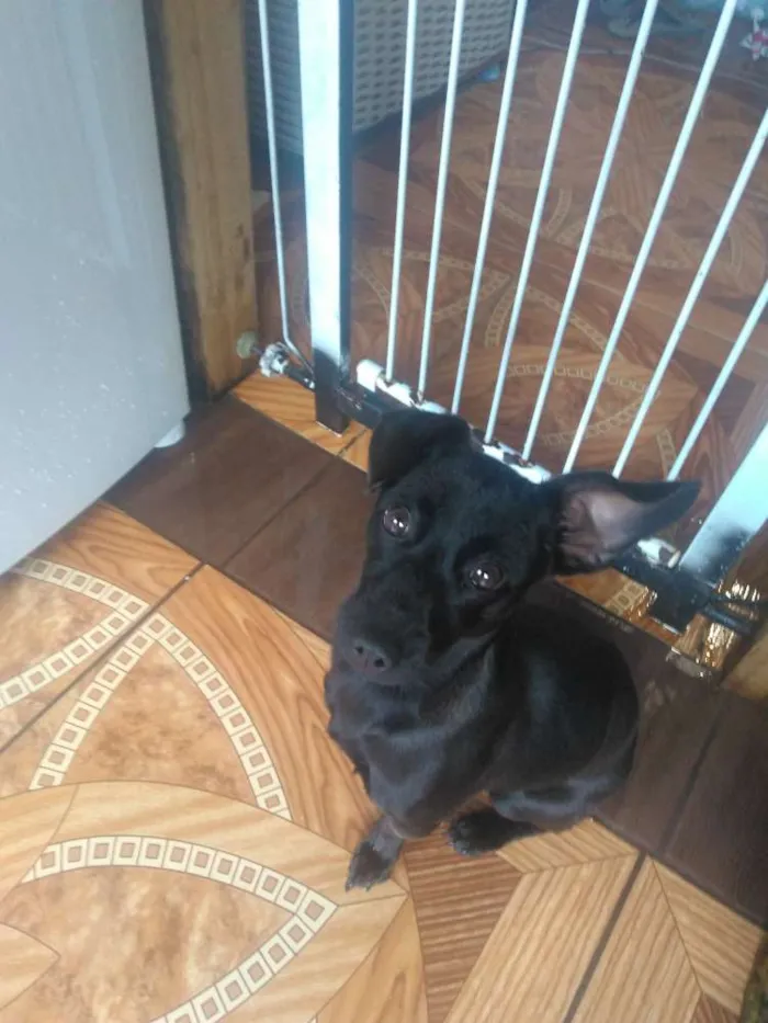 Cachorro ra a Não definida  idade 7 a 11 meses nome Molly