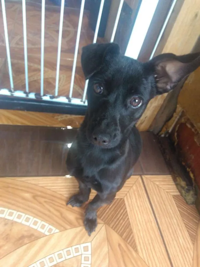 Cachorro ra a Não definida  idade 7 a 11 meses nome Molly