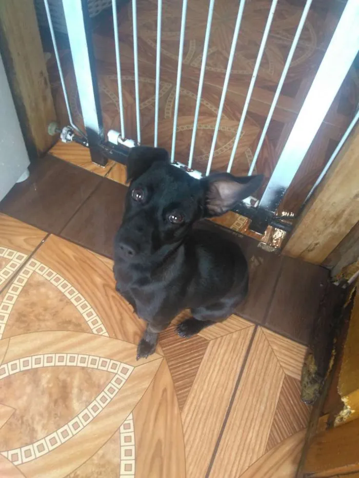 Cachorro ra a Não definida  idade 7 a 11 meses nome Molly