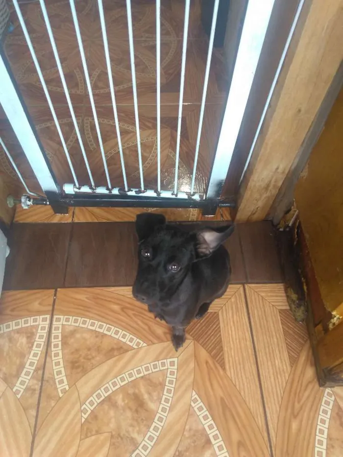 Cachorro ra a Não definida  idade 7 a 11 meses nome Molly