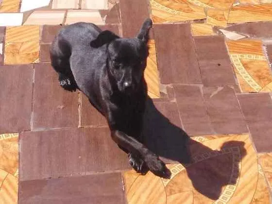 Cachorro ra a Não definida  idade 7 a 11 meses nome Molly