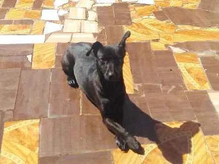 Cachorro ra a Não definida  idade 7 a 11 meses nome Molly
