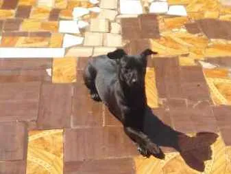 Cachorro ra a Não definida  idade 7 a 11 meses nome Molly