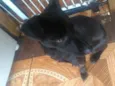 Molly
