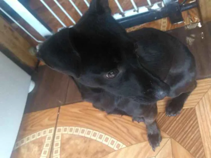 Cachorro ra a Não definida  idade 7 a 11 meses nome Molly