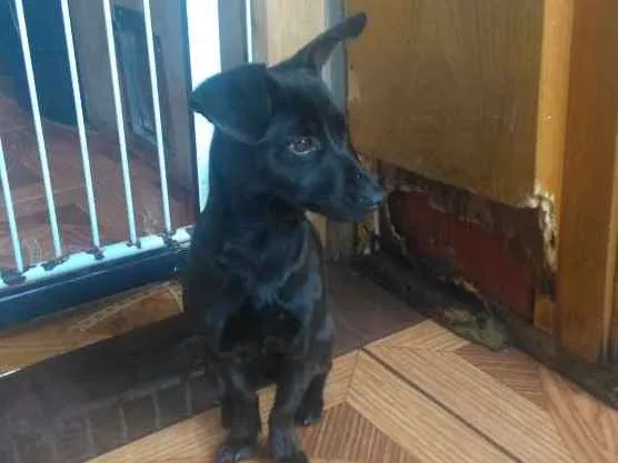 Cachorro ra a Não definida  idade 7 a 11 meses nome Molly