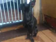 Molly
