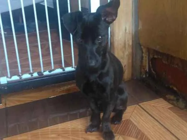 Cachorro ra a Não definida  idade 7 a 11 meses nome Molly