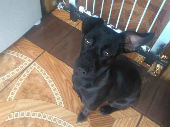 Cachorro ra a Não definida  idade 7 a 11 meses nome Molly