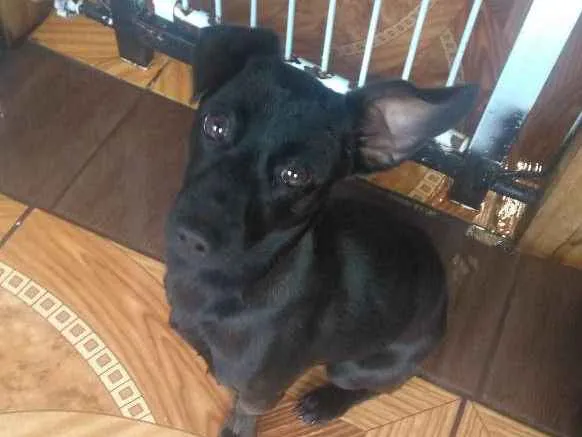 Cachorro ra a Não definida  idade 7 a 11 meses nome Molly