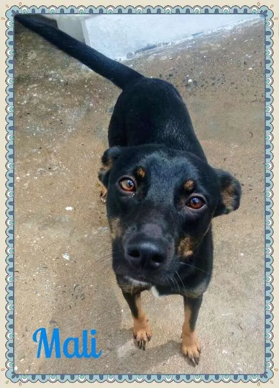 Cachorro ra a SRD idade 2 anos nome MALÍ