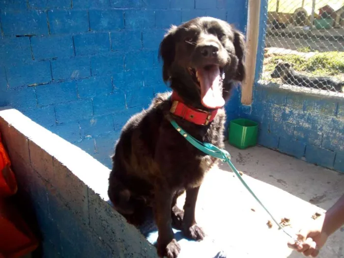 Cachorro ra a srd idade 3 anos nome Anabela