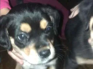 Cachorro raça vira lata idade Abaixo de 2 meses nome sem nome