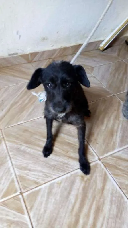 Cachorro ra a srd idade 2 anos nome Ceci