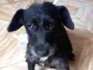 Cachorro ra a srd idade 2 anos nome Ceci