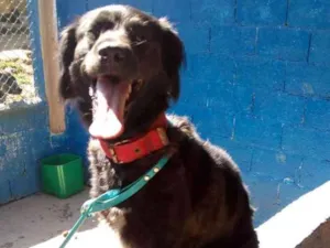 Cachorro raça srd idade 3 anos nome Anabela