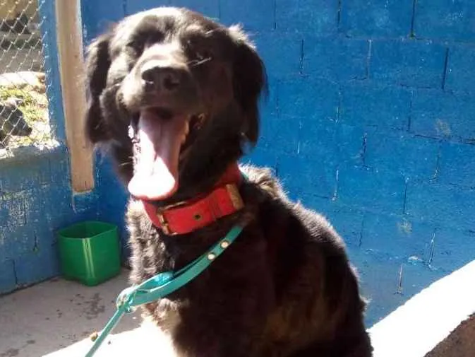 Cachorro ra a srd idade 3 anos nome Anabela